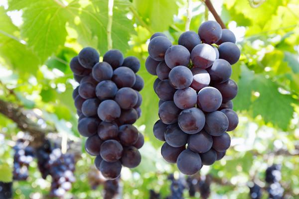 grape