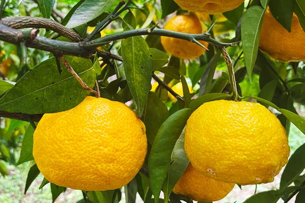 yuzu