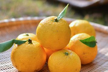 高砂香料　和柑橘の風味　ゆず風味